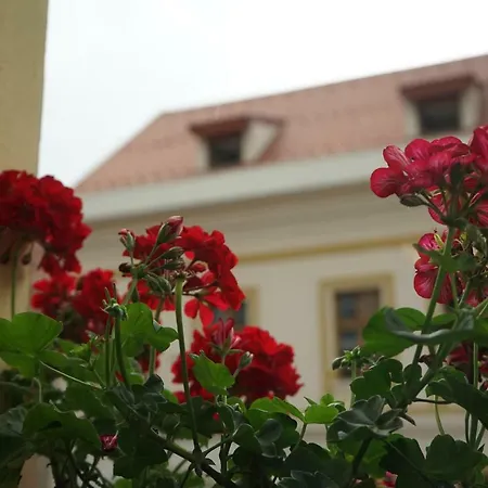 Apartment Crown Of Karolina Brasov